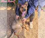 Small #4 German Shepherd Dog Mix