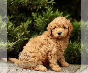 Goldendoodle (Miniature) Puppy for sale in KINZERS, PA, USA