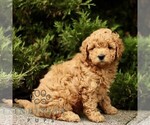 Small Goldendoodle (Miniature)