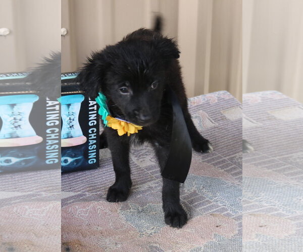 Medium Photo #2 Cairn Terrier Puppy For Sale in Bandera, TX, USA