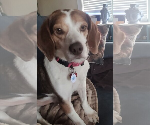 Medium Photo #4 Beagle Puppy For Sale in Dunnellon, FL, USA