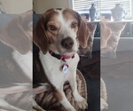 Small #3 Beagle