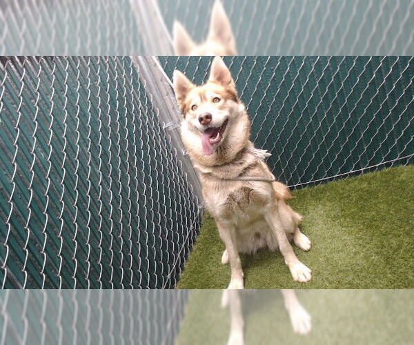 Medium Photo #1 Siberian Husky Puppy For Sale in Downey, CA, USA