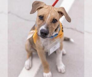 Paw Patrol Pup - Sky - Male Mutt Dog for Adoption - Photo #12