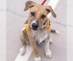 Small Photo #12 Mutt Puppy For Sale in San Diego, CA, USA