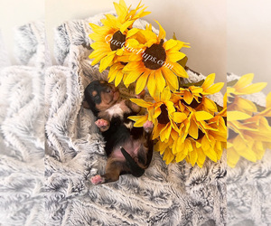 Medium YorkiePoo