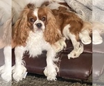 Small Photo #1 Cavalier King Charles Spaniel Puppy For Sale in SANDY, UT, USA