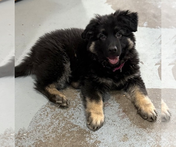 Medium Photo #18 German Shepherd Dog Puppy For Sale in BRIGHTON, CO, USA