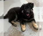 Small #17 German Shepherd Dog