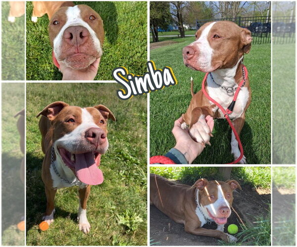 Medium Photo #3 American Staffordshire Terrier Puppy For Sale in Pierceton , IN, USA