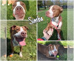 Small #2 American Staffordshire Terrier
