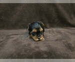 Small #8 Yorkshire Terrier