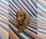 Puppy Ralph Goldendoodle