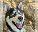 Small Siberian Husky