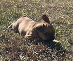 Small Photo #13 French Bulldog Puppy For Sale in MAYO, FL, USA