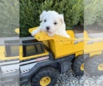 Small #1 Maltese