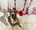 Small #1 American Pit Bull Terrier Mix