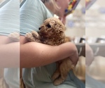 Small #2 Poodle (Miniature)