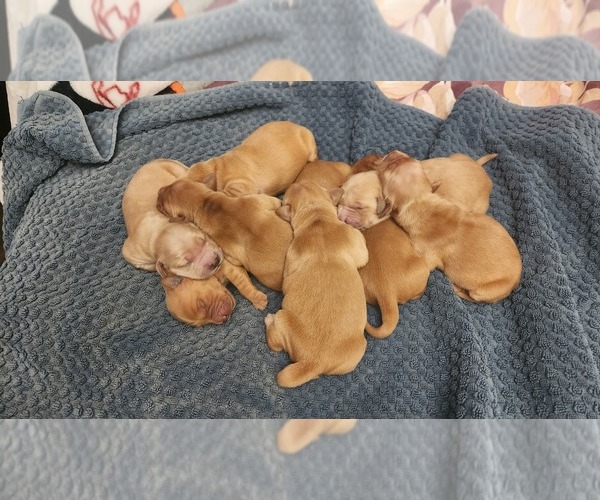 Medium Photo #1 Golden Retriever Puppy For Sale in VANCOUVER, WA, USA