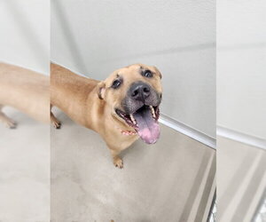 German Shepherd Dog-Unknown Mix Dogs for adoption in Temple, TX, USA