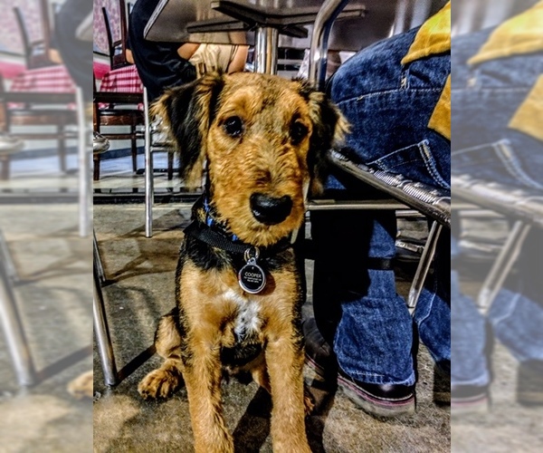 Medium Photo #16 Airedale Terrier Puppy For Sale in BOWRING, OK, USA