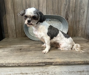 Mother of the ShihPoo puppies born on 01/02/2025