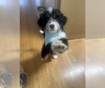 Small #7 Miniature Bernedoodle