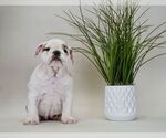 Small Photo #12 English Bulldog Puppy For Sale in NAPPANEE, IN, USA