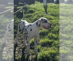 Father of the Great Dane puppies born on 07/12/2026