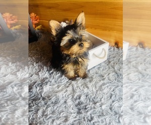 Yorkshire Terrier Puppy for sale in CROSSVILLE, TN, USA