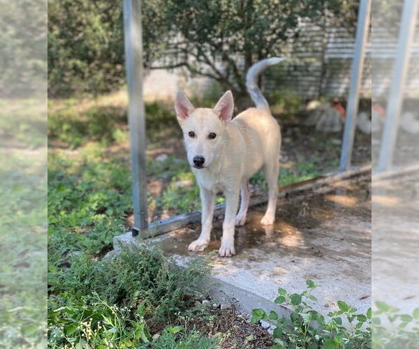 Medium Photo #2 German Shepherd Dog-Huskies  Mix Puppy For Sale in Oak Bluffs, MA, USA