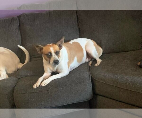 Medium Photo #3 Mutt Puppy For Sale in Sanford, FL, USA