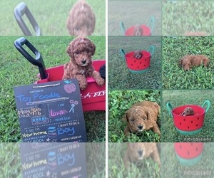 Poodle (Toy) Puppy for sale in CARTERSVILLE, GA, USA