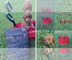 Image preview for Ad Listing. Nickname: Red Male