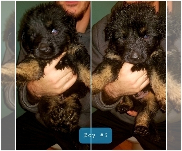 Medium Photo #1 Shepweiller Puppy For Sale in BROOKNEAL, VA, USA