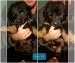 Small Photo #1 Shepweiller Puppy For Sale in BROOKNEAL, VA, USA