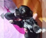 Small Photo #1 Schnauzer (Miniature) Puppy For Sale in TENAHA, TX, USA