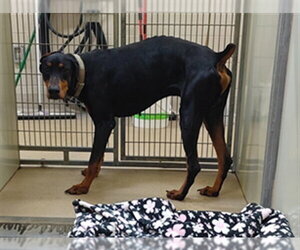 Doberman Pinscher Dogs for adoption in Santa Maria, CA, USA