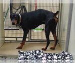 CALVIN - Male Doberman Pinscher Dog for Adoption - Small photo