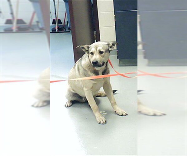 Medium Photo #1 German Shepherd Dog-Unknown Mix Puppy For Sale in Fayetteville, NC, USA