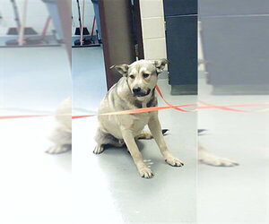 German Shepherd Dog-Unknown Mix Dogs for adoption in Fayetteville, NC, USA