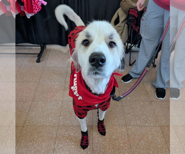 Medium Photo #3 Great Pyrenees-Unknown Mix Puppy For Sale in Brooklyn Center, MN, USA