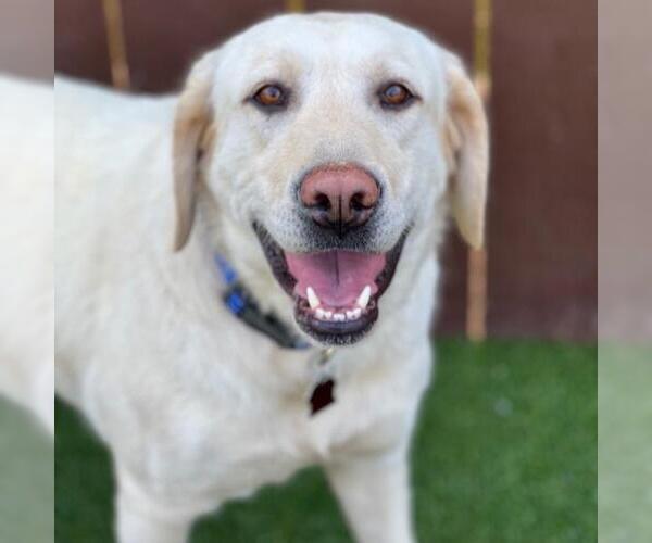 Medium Photo #1 Labrador Retriever Puppy For Sale in San Diego, CA, USA