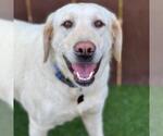 Small Labrador Retriever