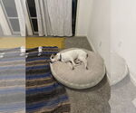 Small #8 Bullboxer Pit