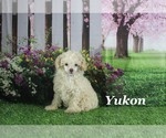 Image preview for Ad Listing. Nickname: Yukon