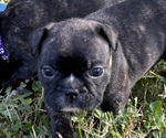 Puppy Mocha French Bulldog