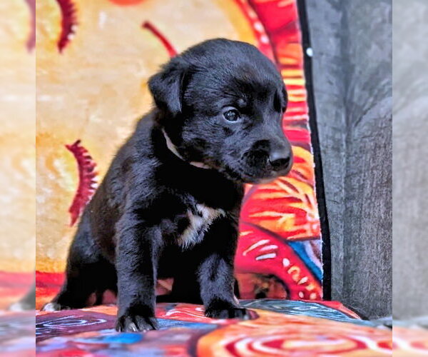 Medium Photo #3 Golden Retriever-Unknown Mix Puppy For Sale in Rutherfordton, NC, USA
