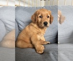 Small #3 Golden Retriever
