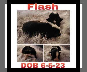 Australian Shepherd Puppy for sale in LAKEVILLE, IN, USA